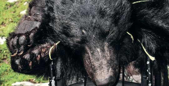 Getting ready to pack out a high-country bear means a heavy pack with hide and meat.